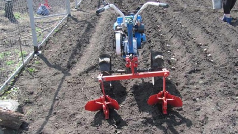 How to dig potatoes with a walk-behind tractor