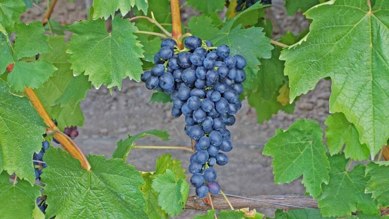Top best grape varieties for central Russia