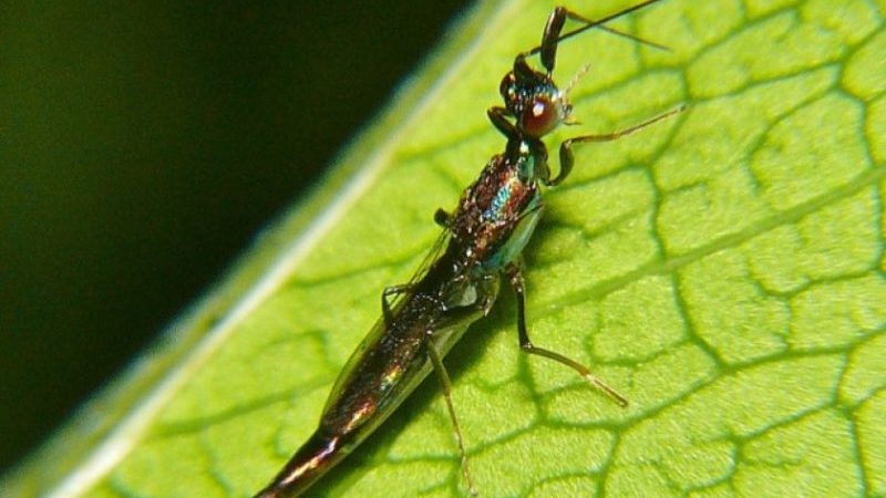 How to protect yourself from pepper pests in a greenhouse