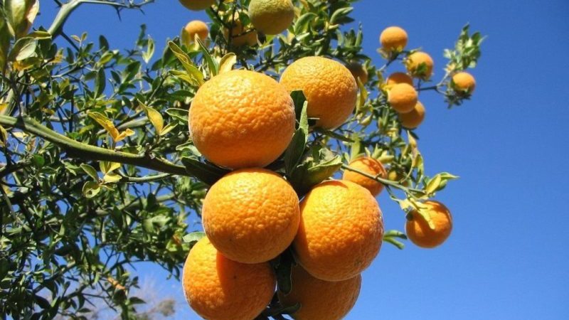 What is the name of a hybrid of lemon and tangerine