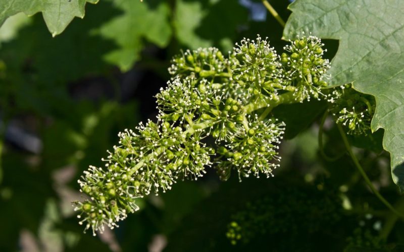 Reliable ways to identify the grape variety yourself