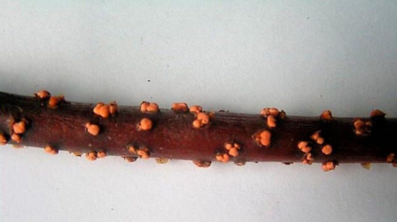 Why currants have pale leaves, what to do and how to fix it