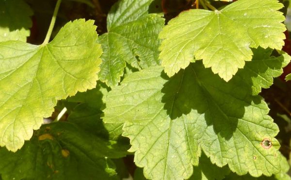 Why currants have pale leaves, what to do and how to fix it