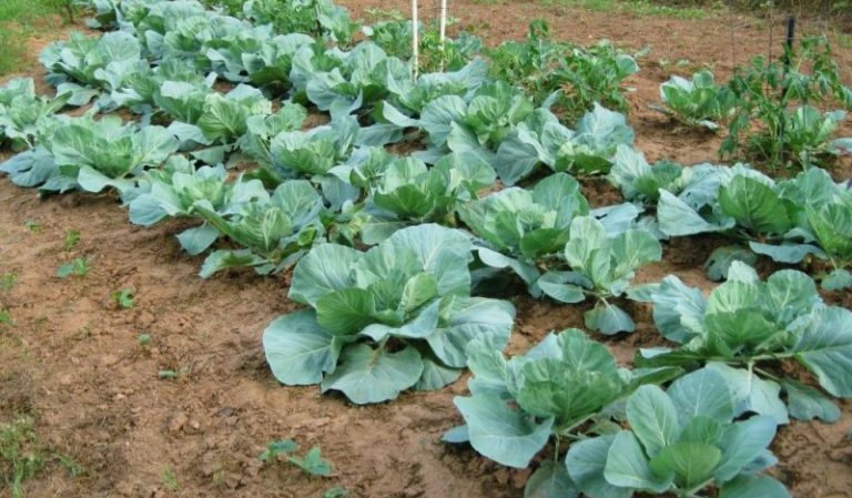 How to care for cabbage outdoors
