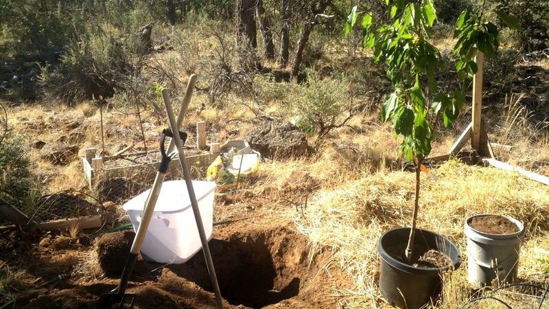 Is it possible to plant cherries in July and how to do it correctly: instructions and advice from experienced gardeners