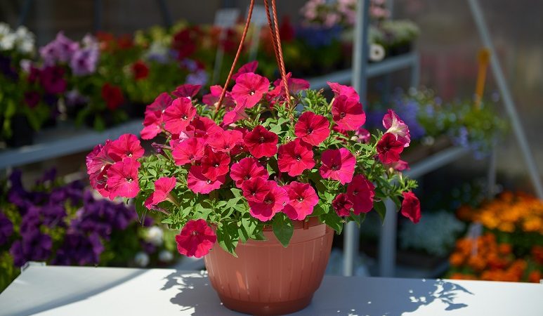 How, when and how to feed petunias for lush flowering
