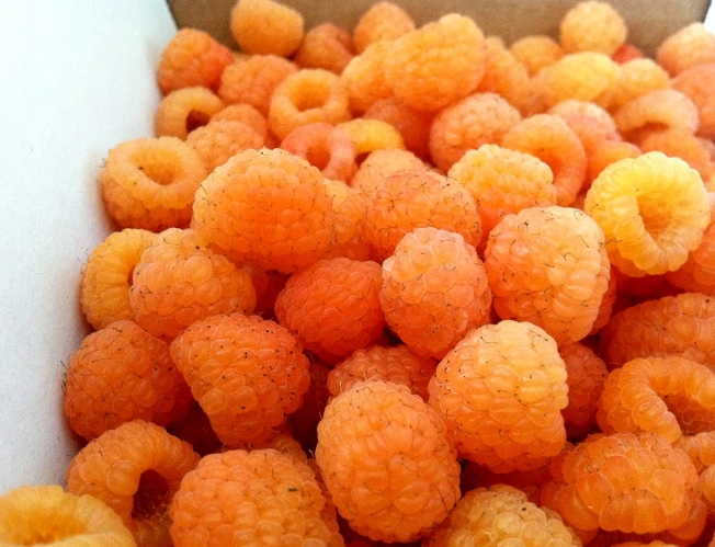 Characteristics and description of the best varieties of raspberries