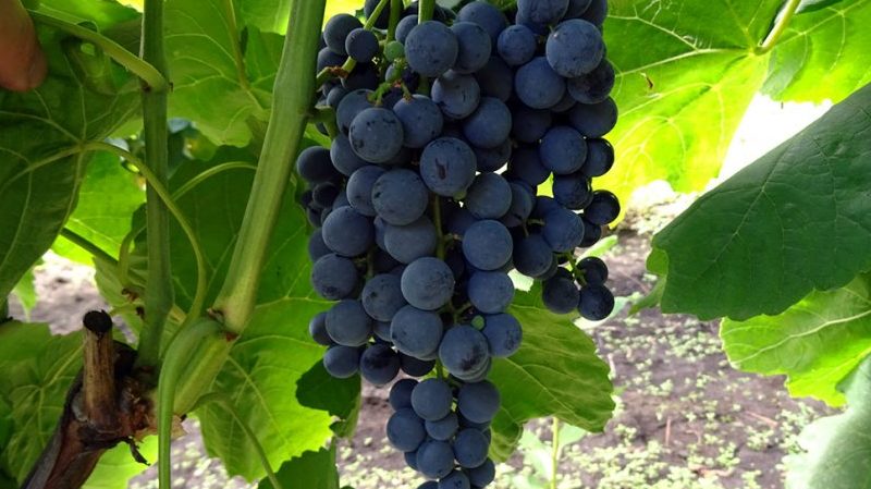 Top best grape varieties for central Russia
