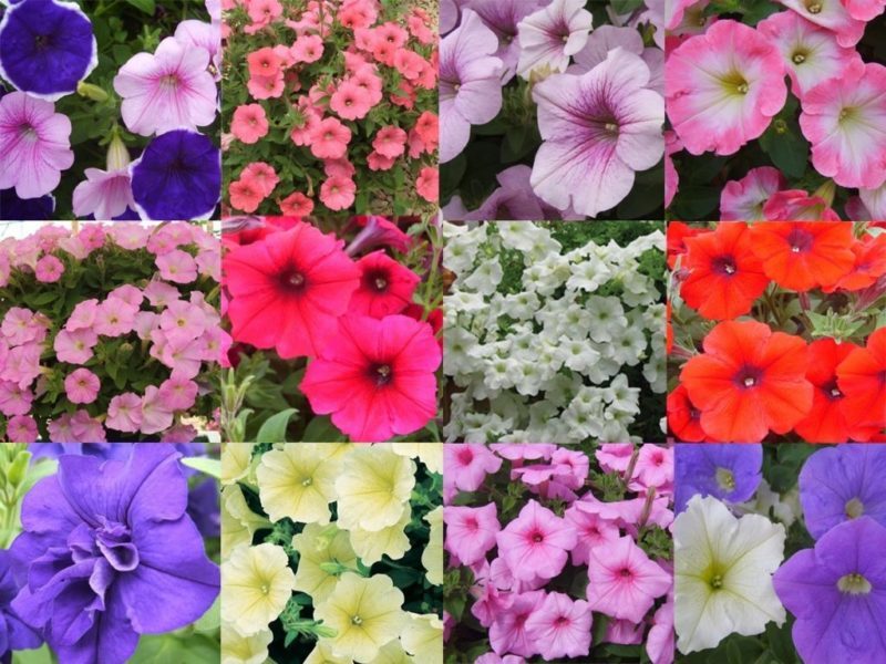 Types and best varieties of perennial petunias