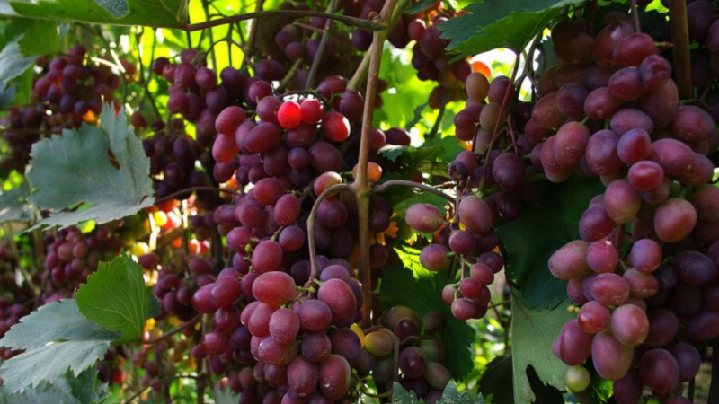 Top best grape varieties for central Russia