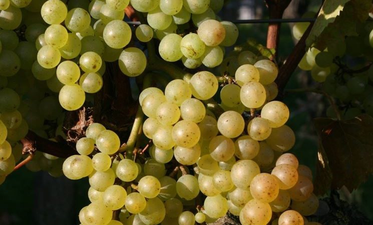 What are autochthonous grape varieties and which are the most popular