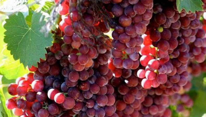 Reliable ways to identify the grape variety yourself