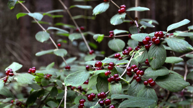 What does inedible honeysuckle look like and how to distinguish it from edible