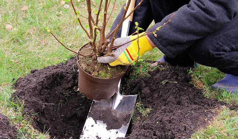 At what distance from each other are gooseberry and currant bushes planted