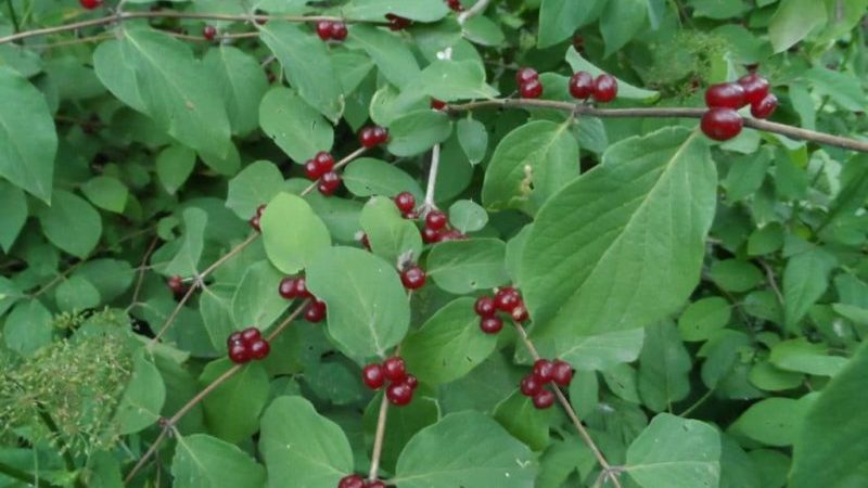 What does inedible honeysuckle look like and how to distinguish it from edible
