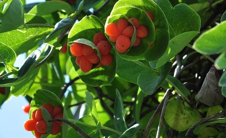 Types and varieties of decorative curly honeysuckle