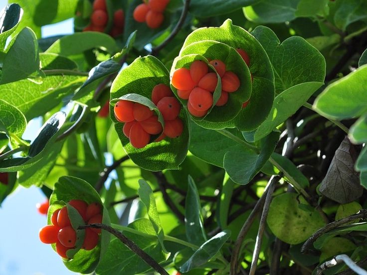 Edible or not honeysuckle fruit honeysuckle