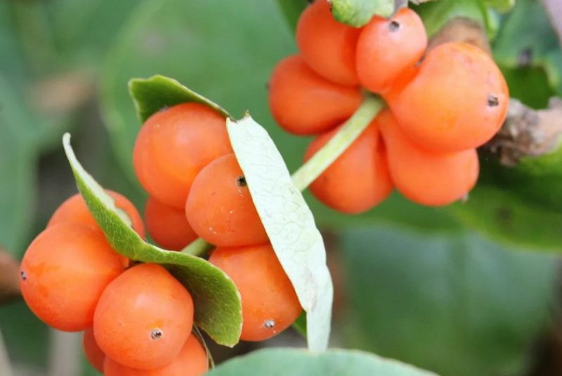 Edible or not honeysuckle fruit honeysuckle