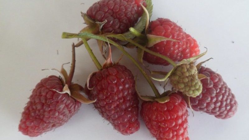 Characteristics and description of the best varieties of raspberries