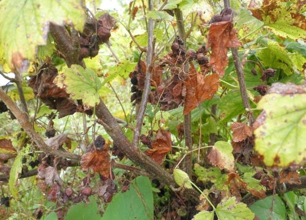 Why gooseberries turn yellow and dry in summer and what to do with this