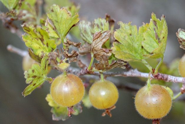 Why gooseberries turn yellow and dry in summer and what to do with this