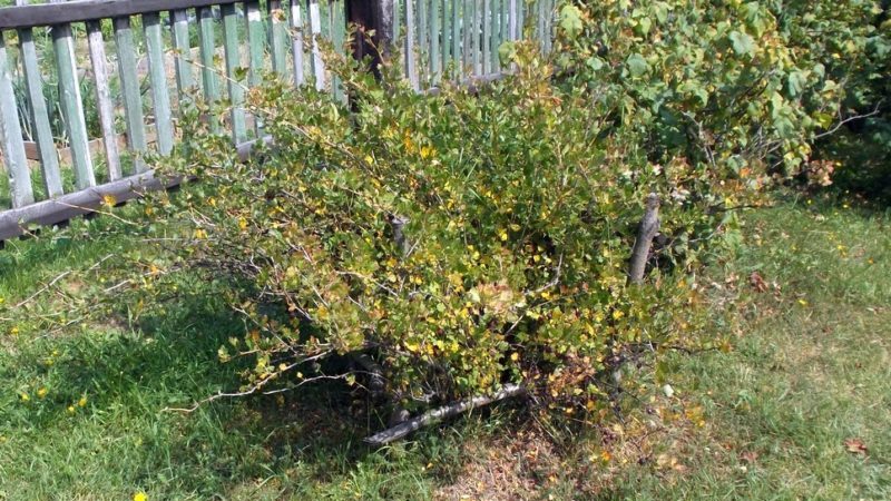 How, when and how to process gooseberries from caterpillars, if there are already berries