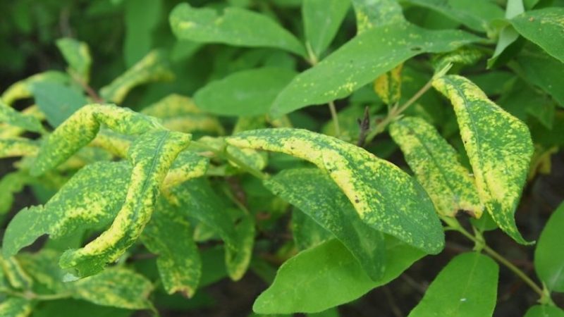 Why do honeysuckle leaves turn yellow in June and how to fix it