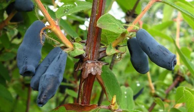 Mid-season honeysuckle with sweet and sour taste Nightingale