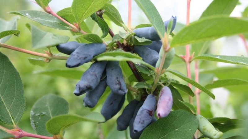 Mid-season honeysuckle with sweet and sour taste Nightingale