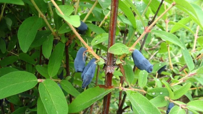 Mid-season honeysuckle with sweet and sour taste Nightingale