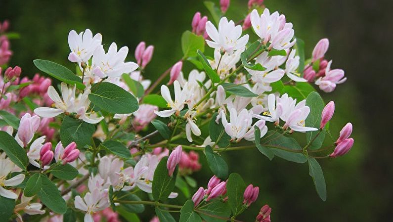 Honeysuckle pollinator table - types and methods of pollination