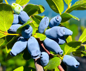New variety of edible honeysuckle Aurora