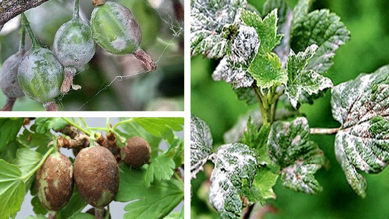 How to deal with gooseberry mold