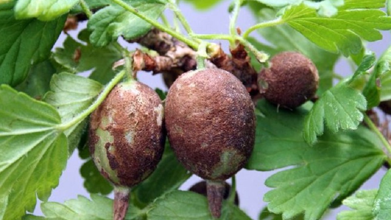 How to deal with gooseberry mold