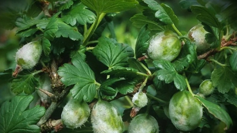 How to deal with gooseberry mold