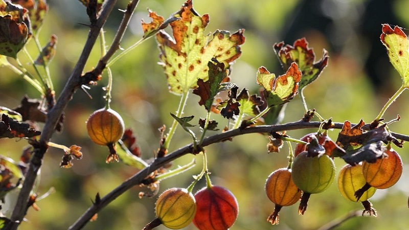 How to deal with gooseberry mold