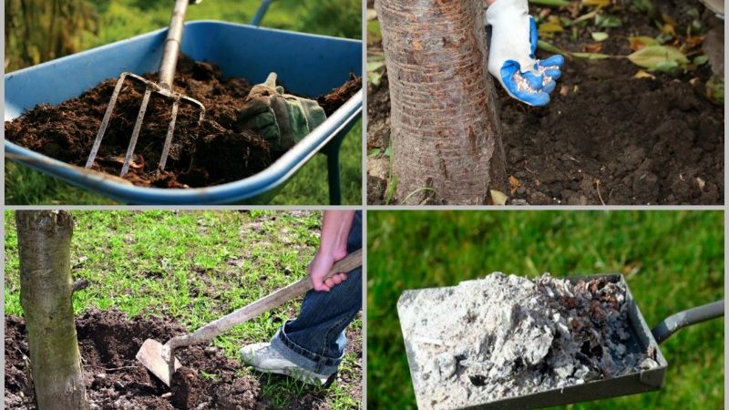 Why leaves on a cherry turn yellow in July and how to treat a tree correctly