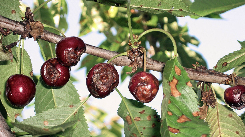 Why leaves on a cherry turn yellow in July and how to treat a tree correctly