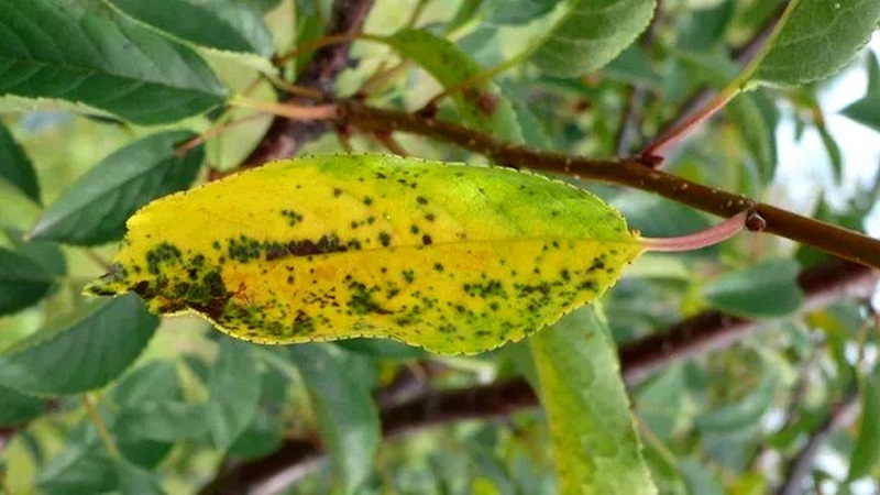 Why leaves on a cherry turn yellow in July and how to treat a tree correctly