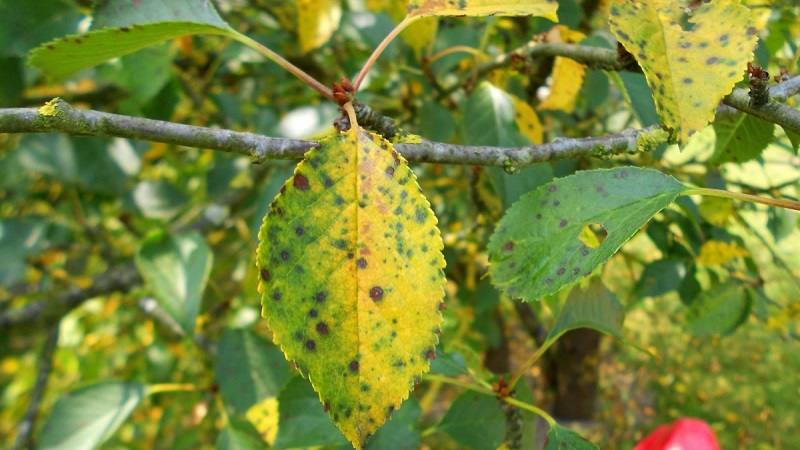 Why leaves on a cherry turn yellow in July and how to treat a tree correctly
