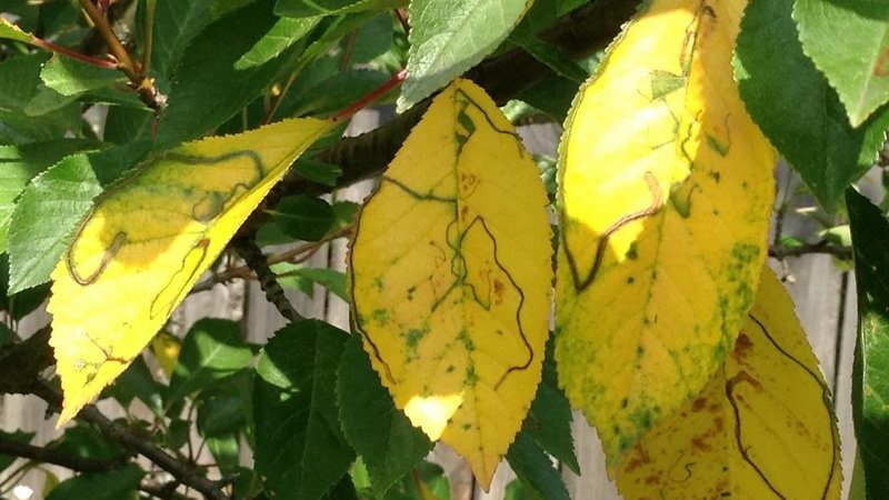 Why leaves on a cherry turn yellow in July and how to treat a tree correctly