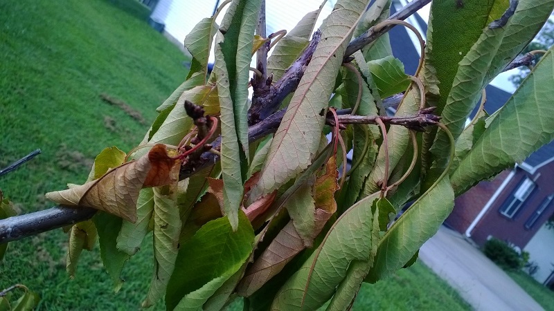 Why leaves on a cherry turn yellow in July and how to treat a tree correctly