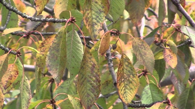 Why leaves on a cherry turn yellow in July and how to treat a tree correctly