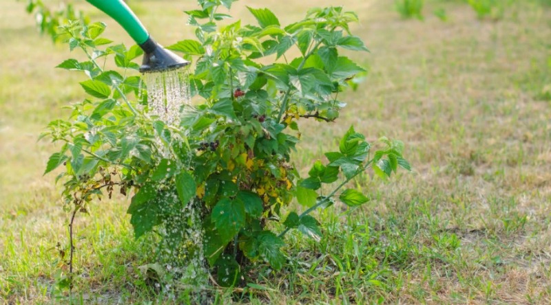 Instructions for watering raspberries in summer: frequency, abundance and methods