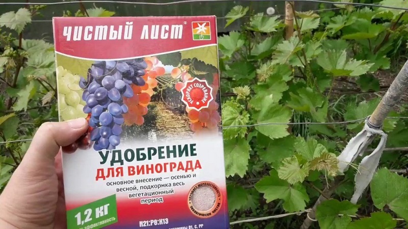Summer grape care: essential vineyard work and advice from experienced winegrowers