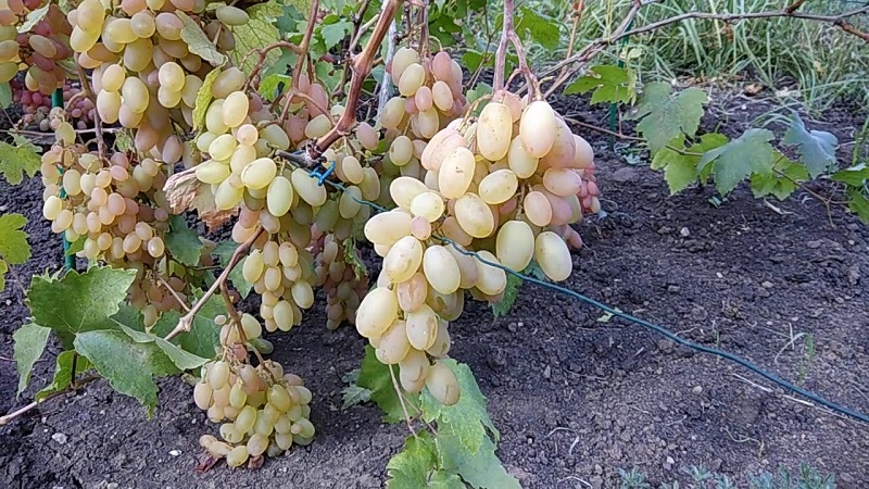 How and how to feed grapes in June