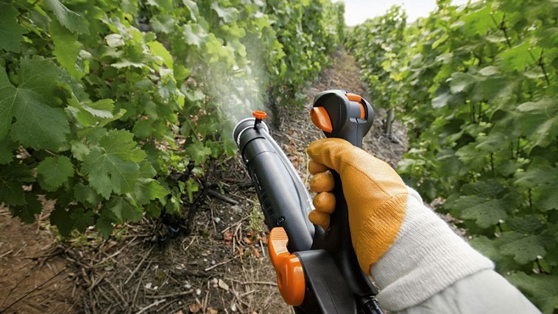 Summer grape care: essential vineyard work and advice from experienced winegrowers