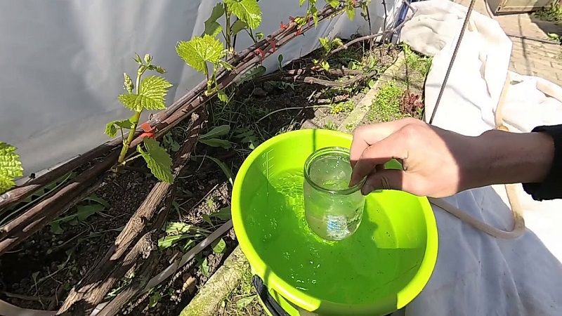 How and how to feed grapes in June