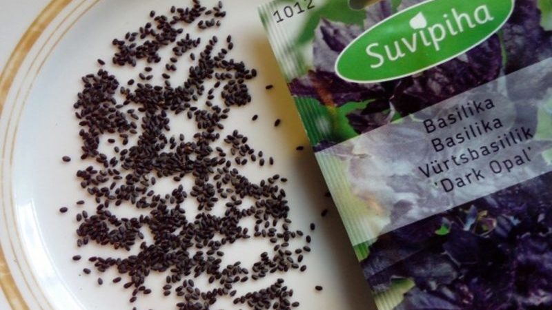 Reasons why basil grows poorly and what to do about it