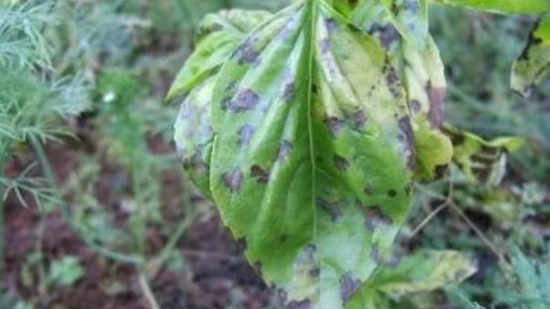 Reasons why basil grows poorly and what to do about it